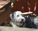 Mini Sheepadoodle Puppies For Sale Simply Southern Pups